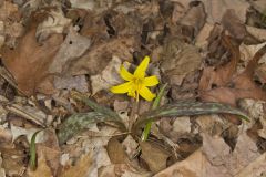 Yellow Trout- Lily, Erythronium americanum Yellow Trout- Lily, Erythronium americanum