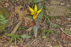 Yellow Trout- Lily, Erythronium americanum Yellow Trout- Lily, Erythronium americanum