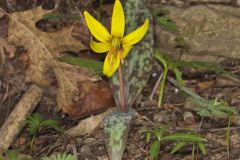 Yellow Trout- Lily, Erythronium americanum Yellow Trout- Lily, Erythronium americanum