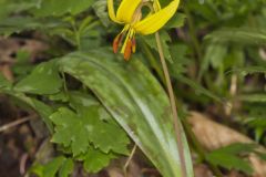 Yellow Trout- Lily, Erythronium americanum Yellow Trout- Lily, Erythronium americanum