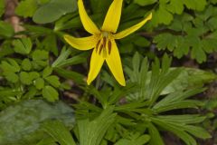 Yellow Trout- Lily, Erythronium americanum Yellow Trout- Lily, Erythronium americanum