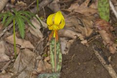 Yellow Trout- Lily, Erythronium americanum Yellow Trout- Lily, Erythronium americanum