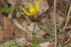 Yellow Trout- Lily, Erythronium americanum Yellow Trout- Lily, Erythronium americanum