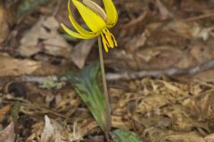 Yellow Trout- Lily, Erythronium americanum Yellow Trout- Lily, Erythronium americanum