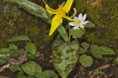 Yellow Trout- Lily, Erythronium americanum Yellow Trout- Lily, Erythronium americanum