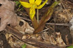 Yellow Trout- Lily, Erythronium americanum Yellow Trout- Lily, Erythronium americanum
