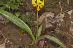 Yellow Trout- Lily, Erythronium americanum Yellow Trout- Lily, Erythronium americanum