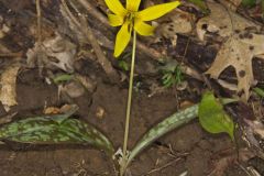 Yellow Trout- Lily, Erythronium americanum Yellow Trout- Lily, Erythronium americanum