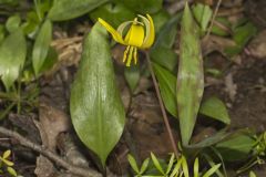 Yellow Trout- Lily, Erythronium americanum Yellow Trout- Lily, Erythronium americanum