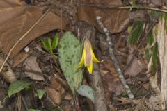 Yellow Trout- Lily, Erythronium americanum Yellow Trout- Lily, Erythronium americanum