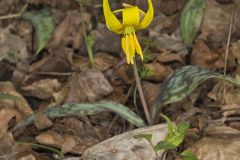 Yellow Trout- Lily, Erythronium americanum Yellow Trout- Lily, Erythronium americanum