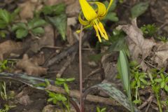 Yellow Trout- Lily, Erythronium americanum Yellow Trout- Lily, Erythronium americanum