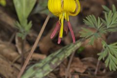 Yellow Trout- Lily, Erythronium americanum Yellow Trout- Lily, Erythronium americanum