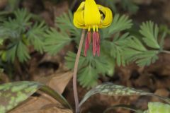 Yellow Trout- Lily, Erythronium americanum Yellow Trout- Lily, Erythronium americanum