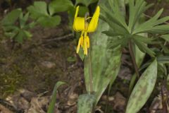 Yellow Trout- Lily, Erythronium americanum Yellow Trout- Lily, Erythronium americanum
