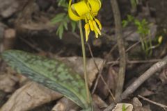 Yellow Trout- Lily, Erythronium americanum Yellow Trout- Lily, Erythronium americanum