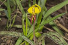 Yellow Trout- Lily, Erythronium americanum Yellow Trout- Lily, Erythronium americanum