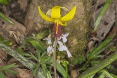 Yellow Trout- Lily, Erythronium americanum Yellow Trout- Lily, Erythronium americanum