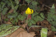 Yellow Trout- Lily, Erythronium americanum Yellow Trout- Lily, Erythronium americanum