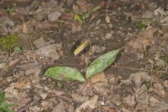 Yellow Trout- Lily, Erythronium americanum Yellow Trout- Lily, Erythronium americanum