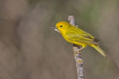 Yellow Warbler, Setophaga petechia