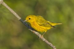 Yellow Warbler, Setophaga petechia