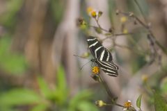 Zebra Longwing