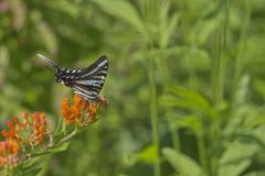 Butterflies