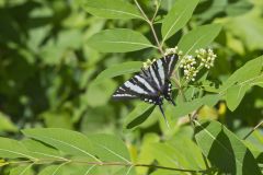 Zebra Swallowtail, Protographium marcellus