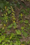 Zigzag Goldenrod, Solidago flexicaulis