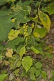 Zigzag Goldenrod, Solidago flexicaulis