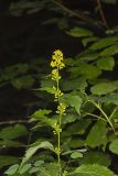Zigzag Goldenrod, Solidago flexicaulis