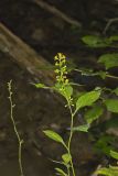 Zigzag Goldenrod, Solidago flexicaulis