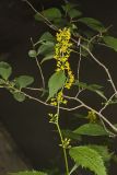 Zigzag Goldenrod, Solidago flexicaulis