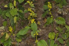 Zigzag Goldenrod, Solidago flexicaulis