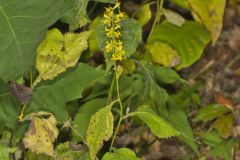 Zigzag Goldenrod, Solidago flexicaulis