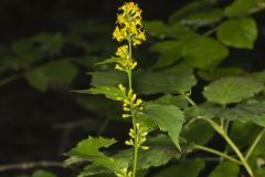 Zigzag Goldenrod, Solidago flexicaulis