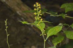 Zigzag Goldenrod, Solidago flexicaulis
