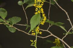 Zigzag Goldenrod, Solidago flexicaulis