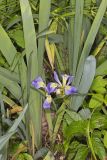 Zigzag Iris, Iris brevicaulis