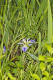 Zigzag Iris, Iris brevicaulis