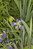 Zigzag Iris, Iris brevicaulis