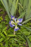 Zigzag Iris, Iris brevicaulis