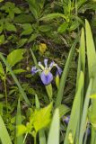 Zigzag Iris, Iris brevicaulis