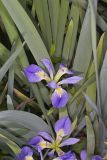 Zigzag Iris, Iris brevicaulis