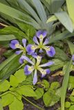 Zigzag Iris, Iris brevicaulis