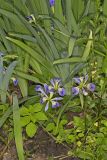Zigzag Iris, Iris brevicaulis