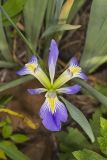 Zigzag Iris, Iris brevicaulis