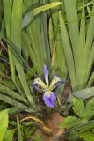 Zigzag Iris, Iris brevicaulis