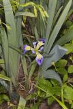 Zigzag Iris, Iris brevicaulis